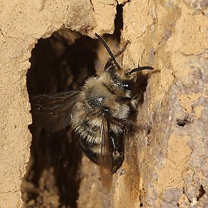 Melecta albifrons, W am Wirtsnest