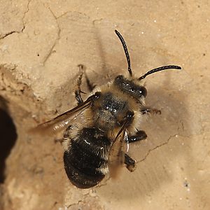 Melecta albifrons, W vor Wirtsnest