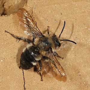 Melecta albifrons, W: Abflug von der Nistwand