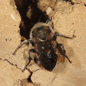 Melecta albifrons, W am Nesteingang