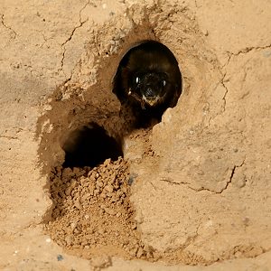 Melecta albifrons im Eingang eines Doppelnestes