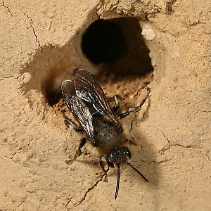 Melecta albifrons, W vor Doppelnest