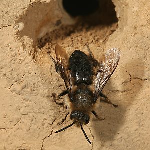 Melecta albifrons, W im Nesteingang von Anthophora plumipes