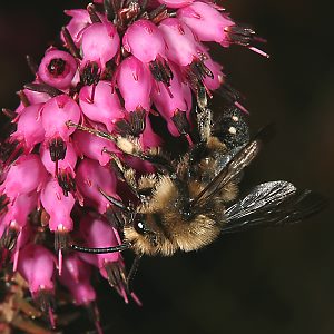 Melecta albifrons, M an Calluna