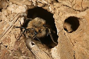 Melecta albifrons an Wildbienen-Lehmwand (1)