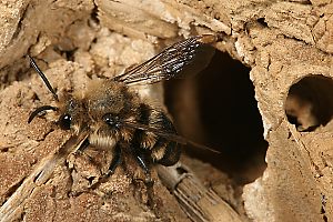  an Wildbienen-Lehmwand (2)