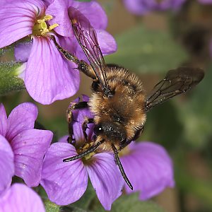 Melecta albifrons an Blaukissen (1)