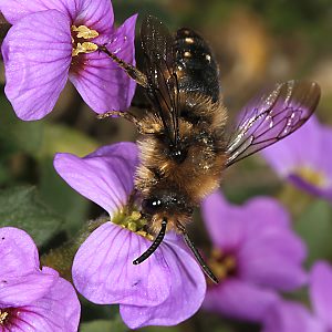 Melecta albifrons an Blaukissen (2)