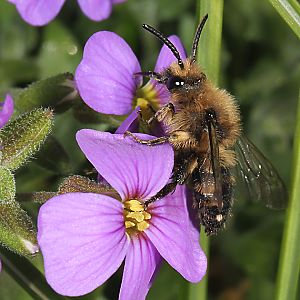 Melecta albifrons, W an Blaukissen (3)