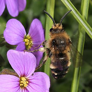 Melecta albifrons, W an Blaukissen (4)
