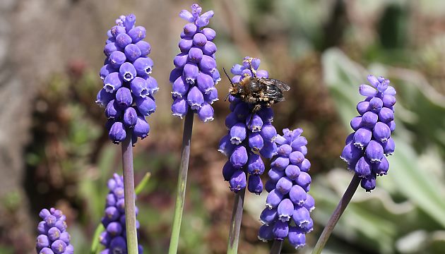 Melecta albifrons, W am Nisteingang im Kiesbett (1)