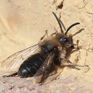 Melecta albifrons, M: Sonnenbad an der Nistwand (1)