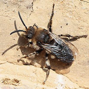 Melecta albifrons, M: Sonnenbad an der Nistwand (2)