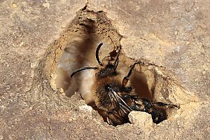 Melecta albifrons, W im Nesteingang (1)