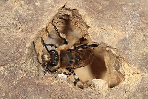 Melecta albifrons, W im Nesteingang (2)