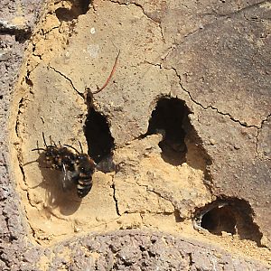 Melecta albifrons, W: Paarung an der Nistwand