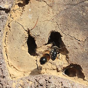 Anthophora pluipes, W + Melecta albifrons, W