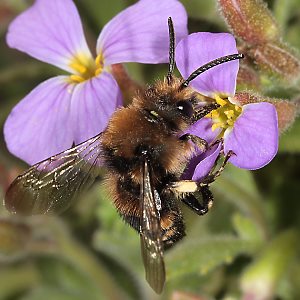 Melecta albifrons, W: Paarung an der Nistwand