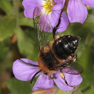 Anthophora plumipes, W + Melecta albifrons, W