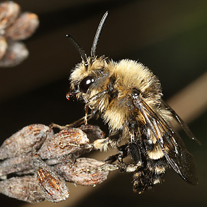 Melecta albifrons, M an Lavendel