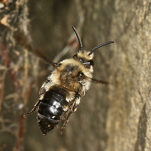 Melecta albifrons, M vor Nistwand