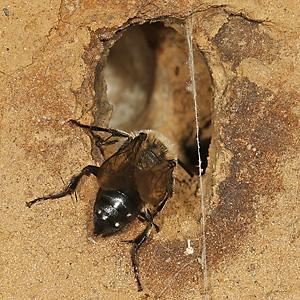 Melecta albifrons, M an Wirtsnest