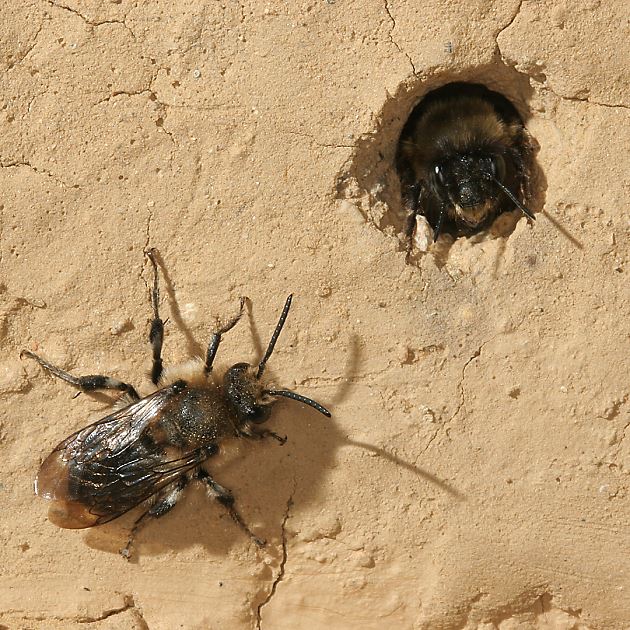 Melecta albifrons, W vor Anthophora plumipes, W