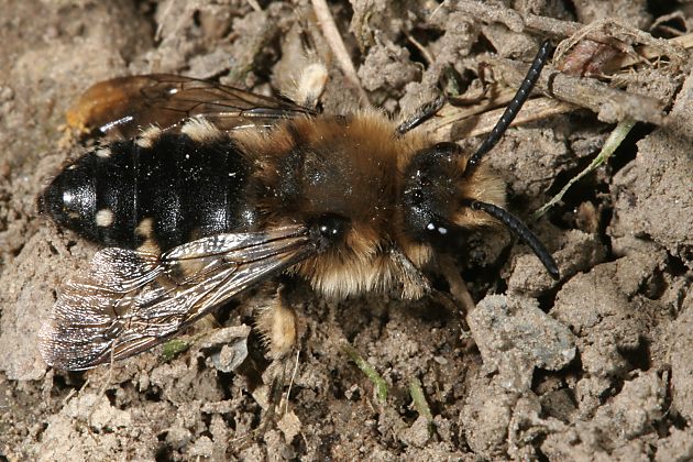 Melecta albifrons, W