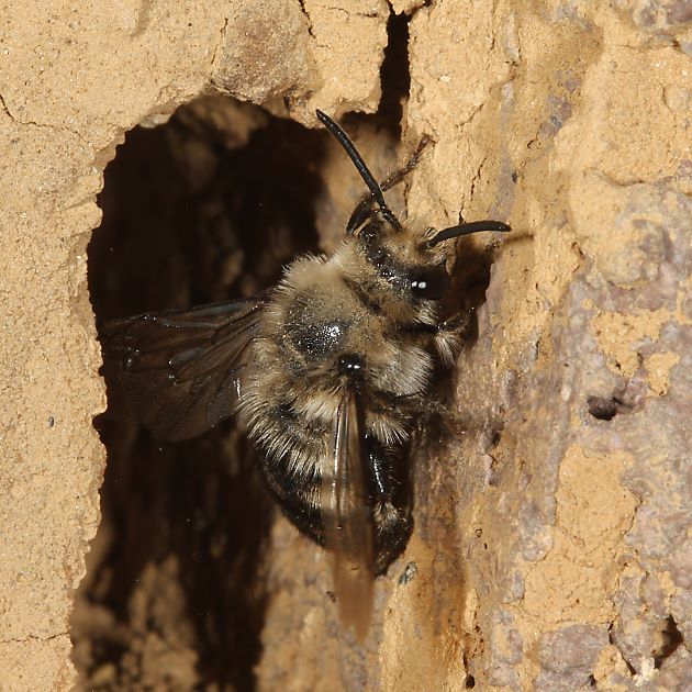 Melecta albifrons, W