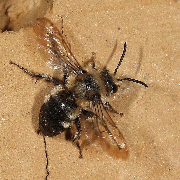 Melecta albifrons, W