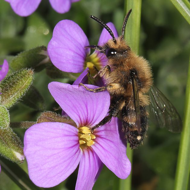 Melecta albifrons, W