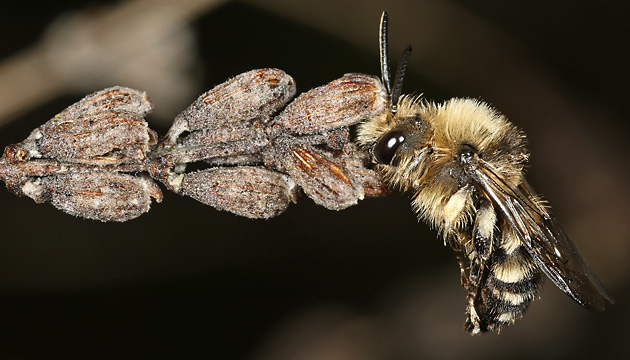 Melecta albifrons, M an Lavendel festgebissen