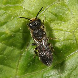 Blattschneiderbiene Megachile centuncularis, M Blattschneiderbiene Megachile centuncularis, M