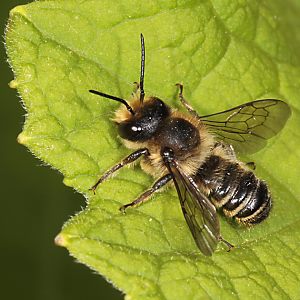 Megachile centuncularis, M