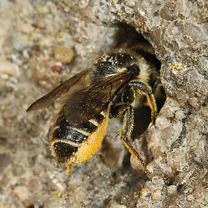 Megachile centuncularis, W mit Pollen (1)