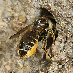 Megachile centuncularis, W mit Pollen (1) Megachile centuncularis, W mit Pollen (1)