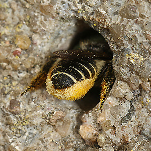 Megachile centuncularis, W mit Pollen (2) Megachile centuncularis, W mit Pollen (2)