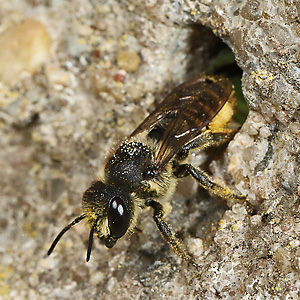 Megachile centuncularis, W mit Pollen (3) Megachile centuncularis, W mit Pollen (3)