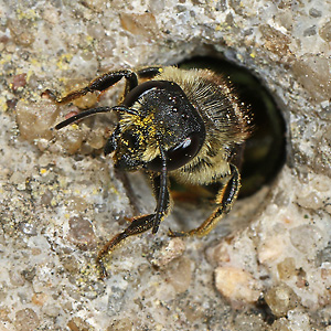 Megachile centuncularis, W mit Pollen (4)