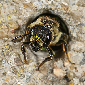 Megachile centuncularis, W mit Pollen (5)