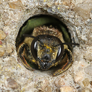 Megachile centuncularis, W mit Pollen (6) Megachile centuncularis, W mit Pollen (6)