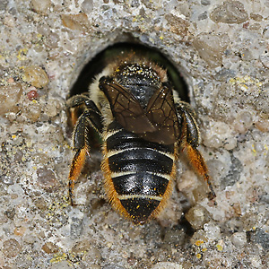 Megachile centuncularis, W: Nestbau (1)