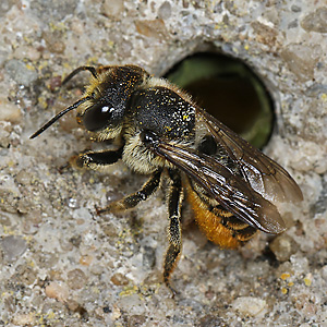 Megachile centuncularis, W: Nestbau (3) Megachile centuncularis, W: Nestbau (3)