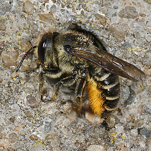 Megachile centuncularis, W: Nestbau (4) Megachile centuncularis, W: Nestbau (4)