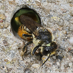 Megachile centuncularis, W: Nestbau (5)
