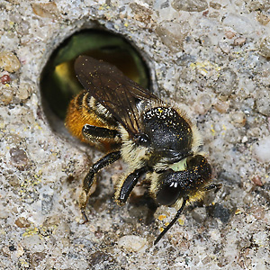 Megachile centuncularis, W: Nestbau (5) Megachile centuncularis, W: Nestbau (5)