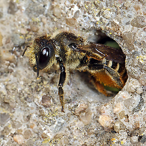 Megachile centuncularis, W: Nestbau (6) Megachile centuncularis, W: Nestbau (6)