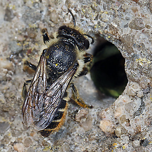 Megachile centuncularis, W: Nestbau (7)