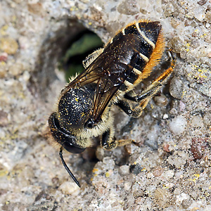 Megachile centuncularis, W: Nestbau (8)