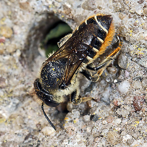 Megachile centuncularis, W: Nestbau (8) Megachile centuncularis, W: Nestbau (8)
